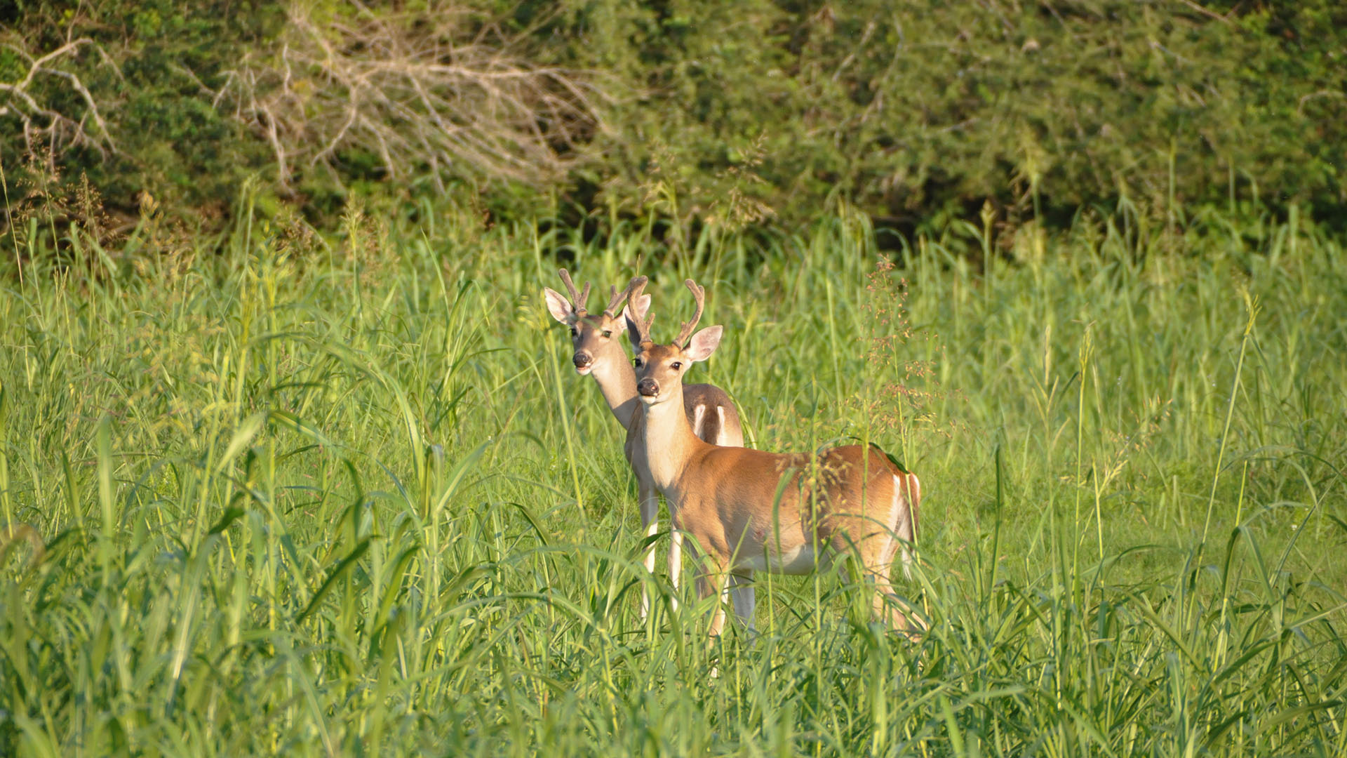 Deer on the UHCL campus