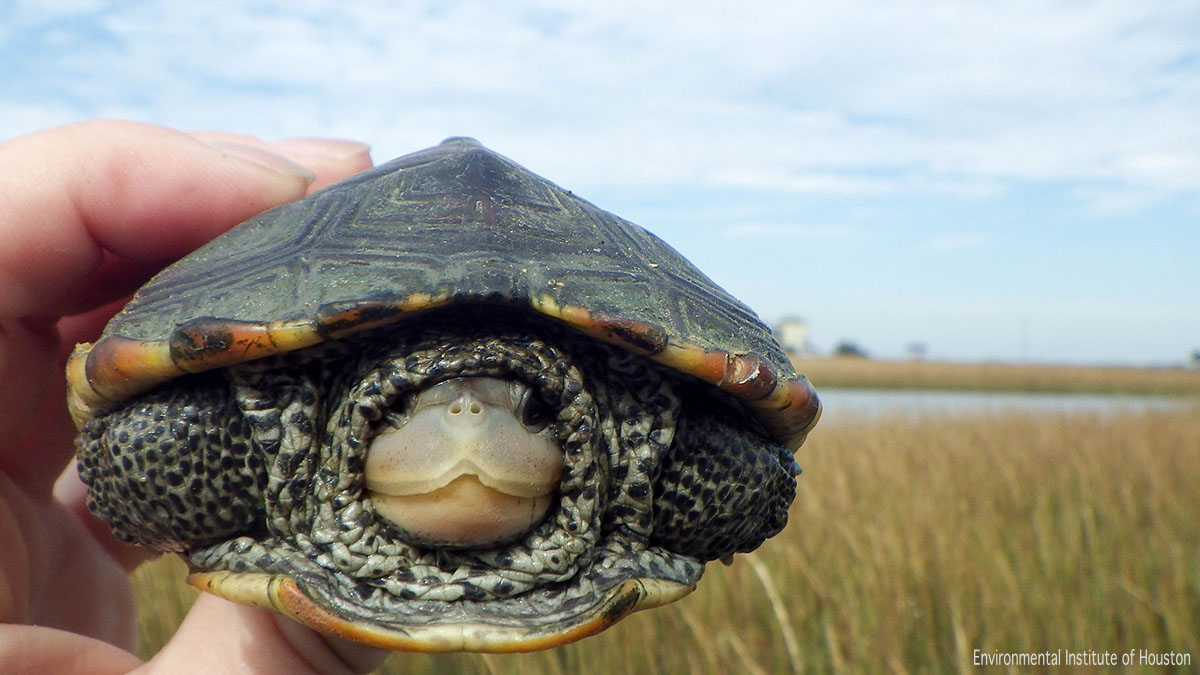 A turtle peeking out of its shell, held aloft in a grassy wetland