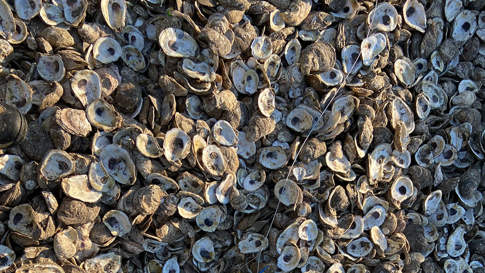 Oyster Shells