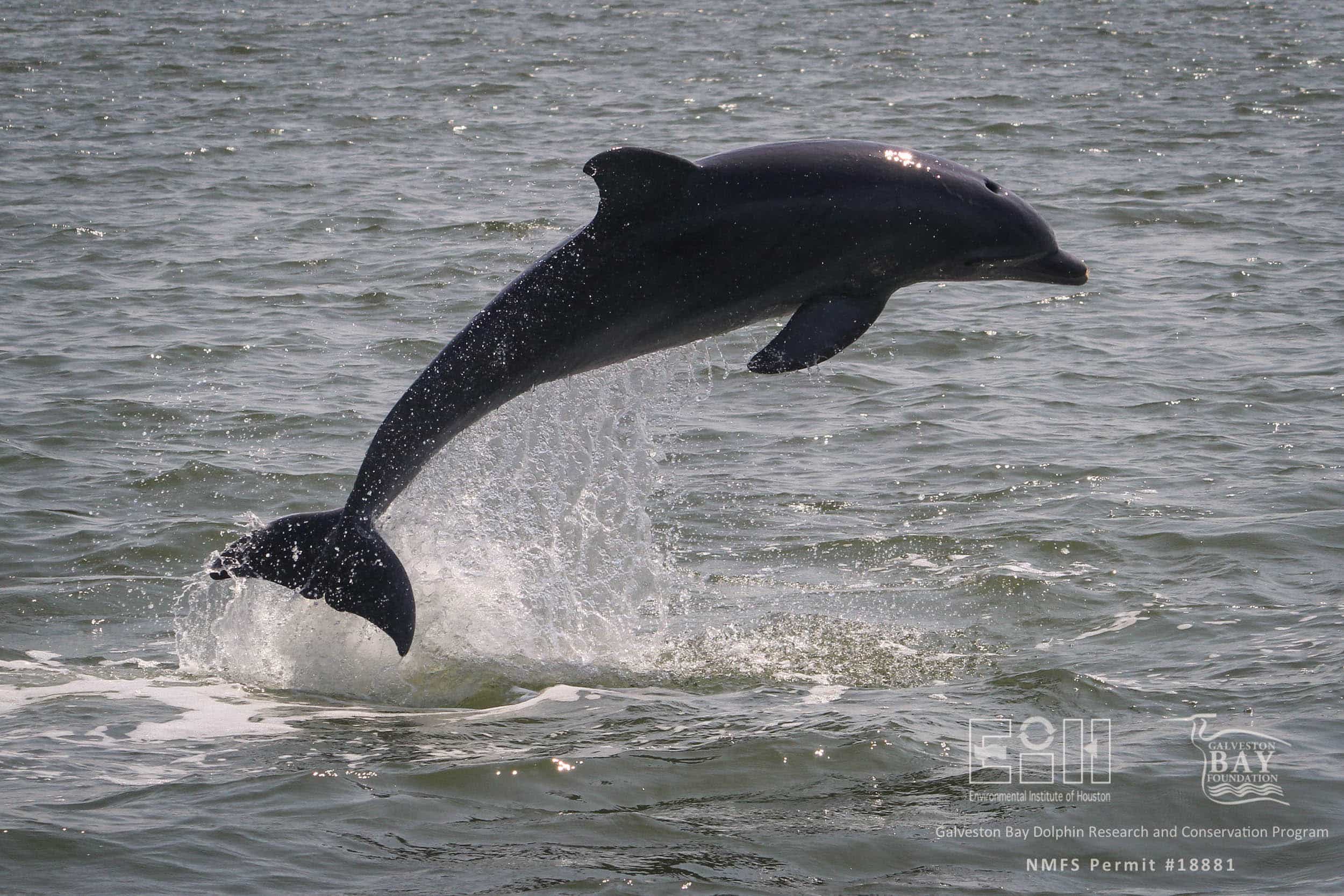 Galveston Bay Dolphin Research