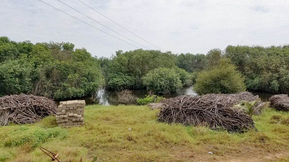 Mangrove trees, planted (background) and harvested for wood (foreground).