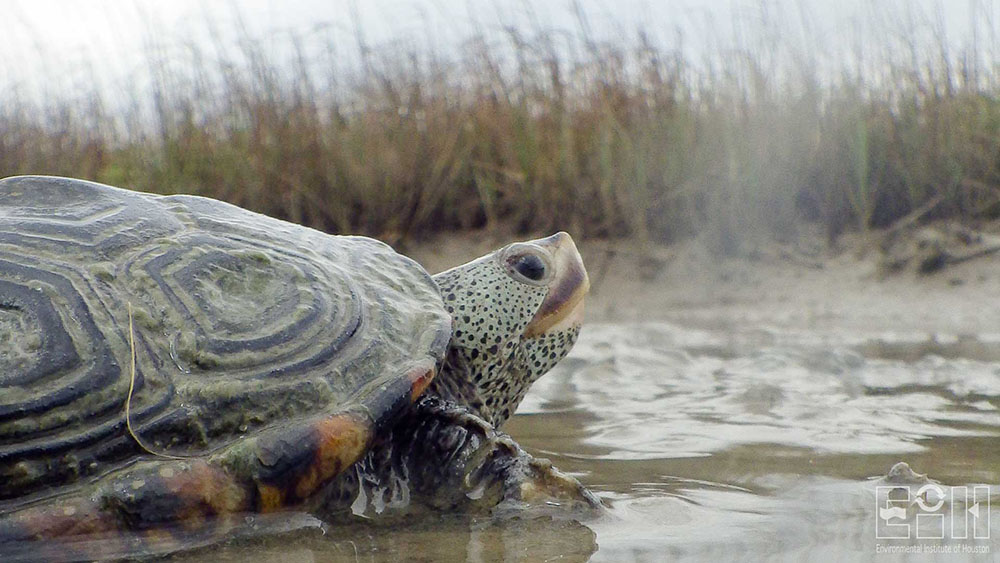 Diamond-backed terrapin