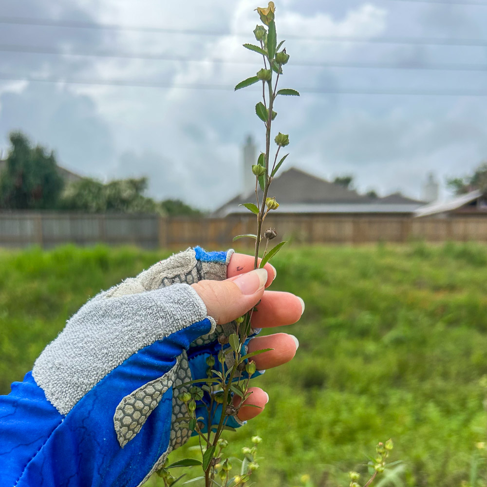 A gloved hand holds a slender green plant in a grassy field near a suburban neighborhood.