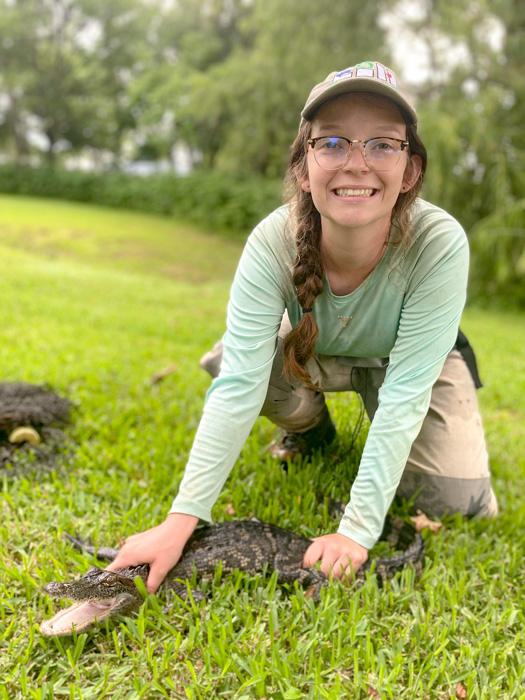 Sarah is kneeling on one knee and holding down a small alligator with both hands.