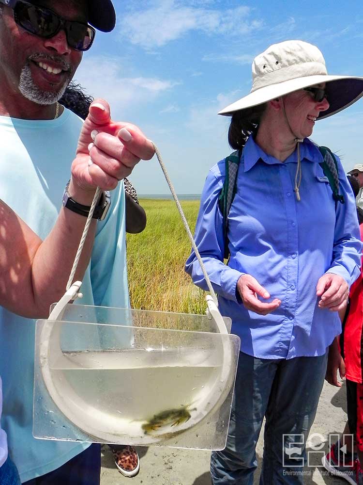 Crab caught while seining at Galveston Island State Park