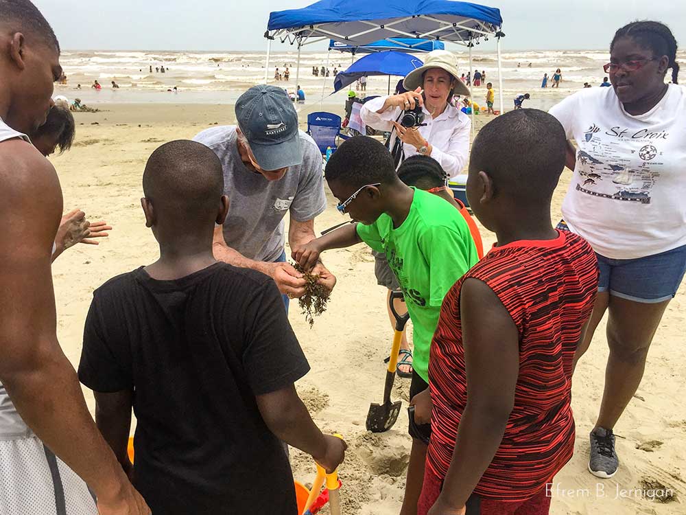 Students learning about seaweed