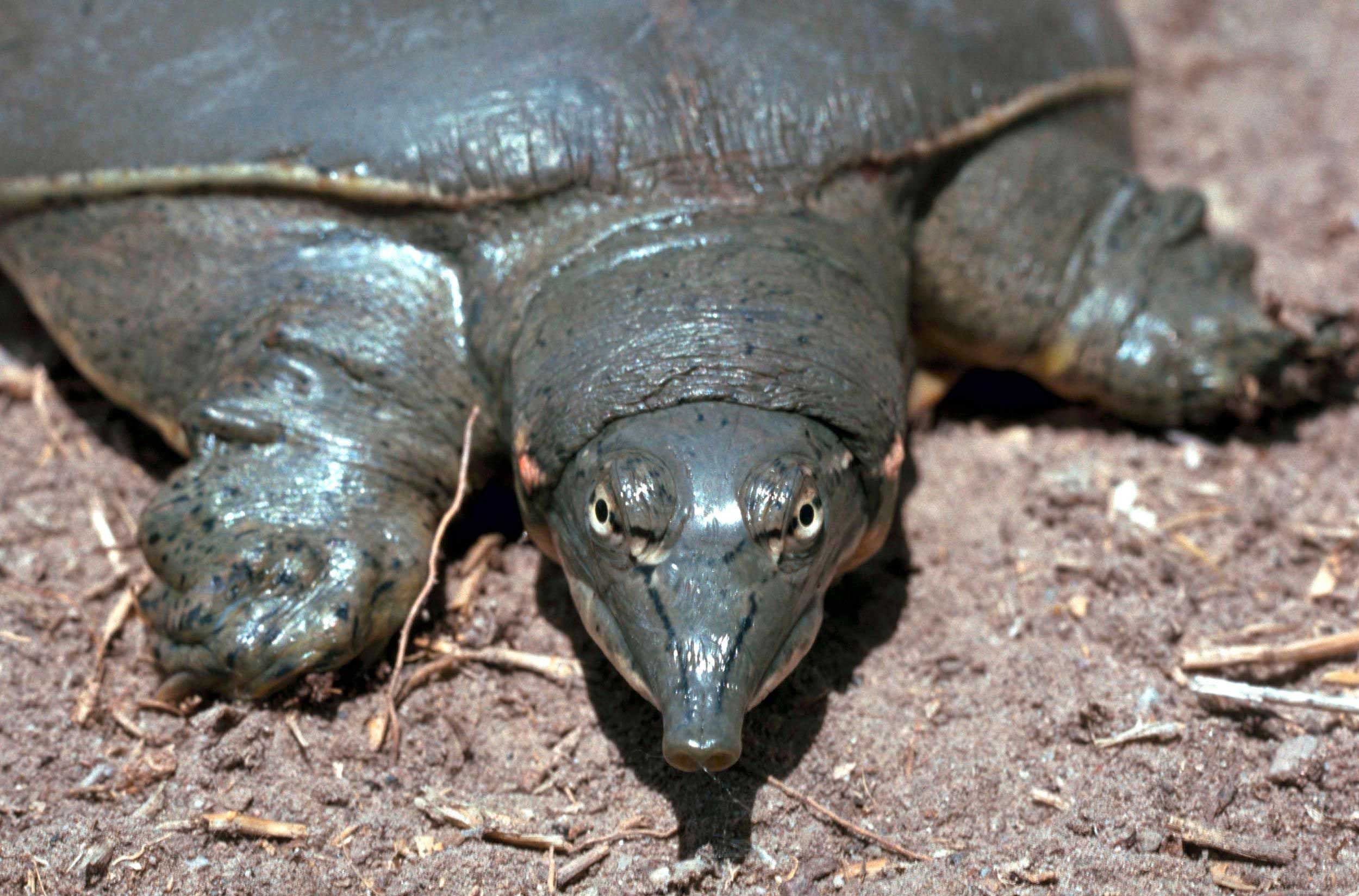 Texas Spiny Softshell Turtle