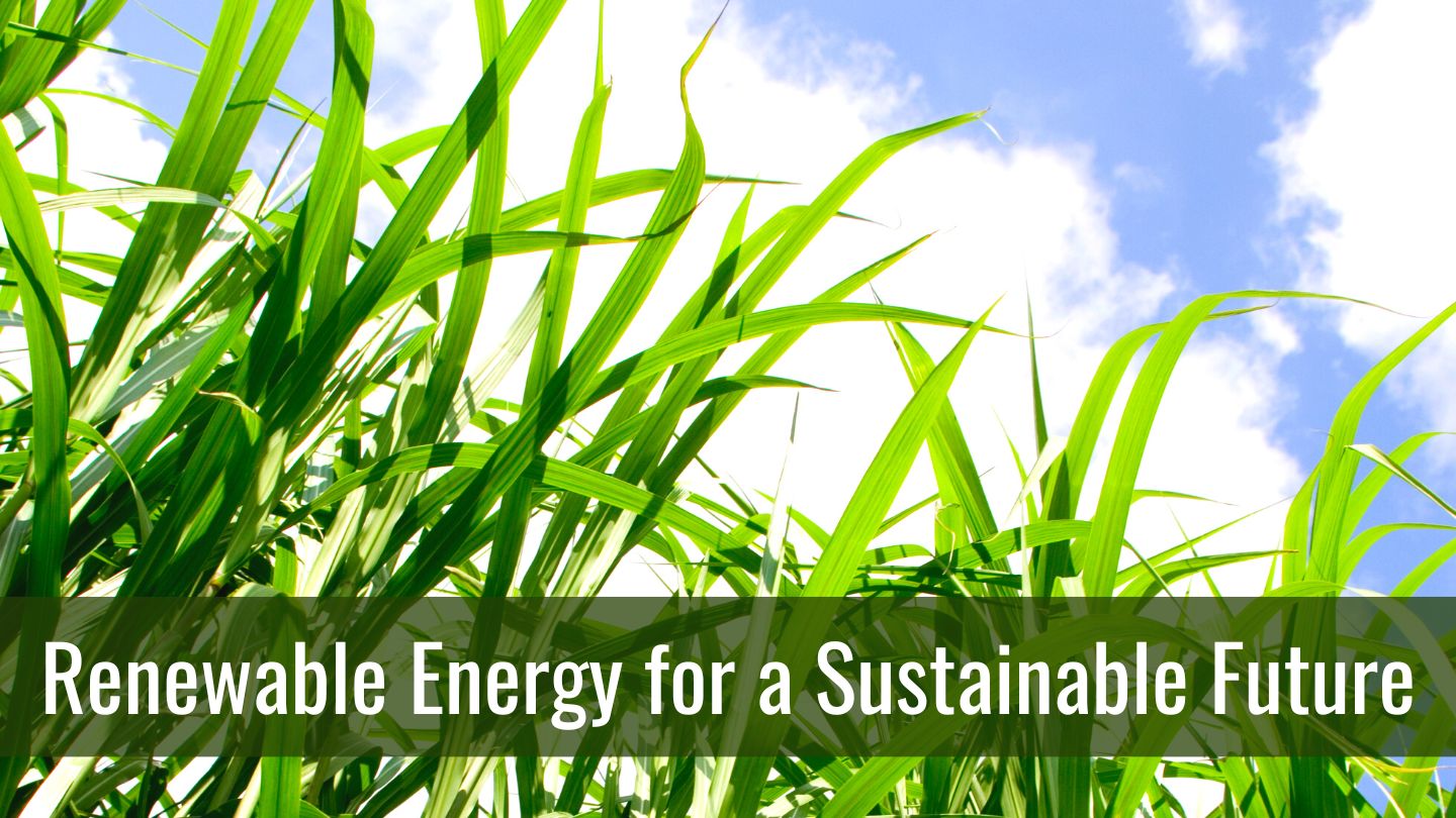 Renewable Energy for a Sustainable Future Crop grown for biomass