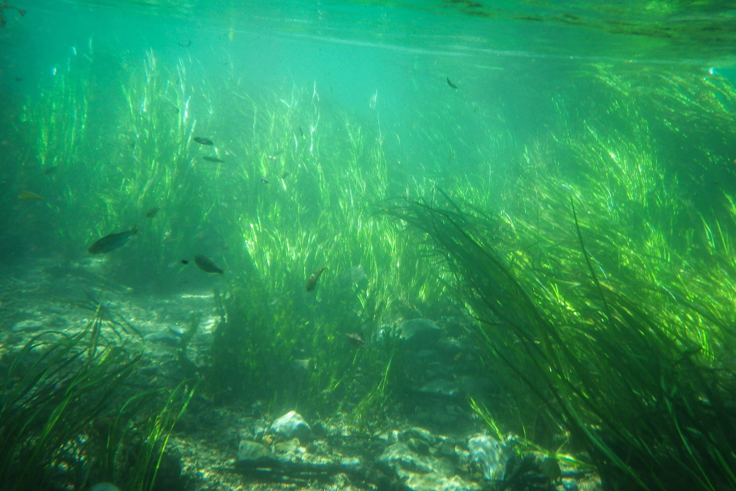 A Mesocosm Study of the Impact of Invasive Armored Catfish