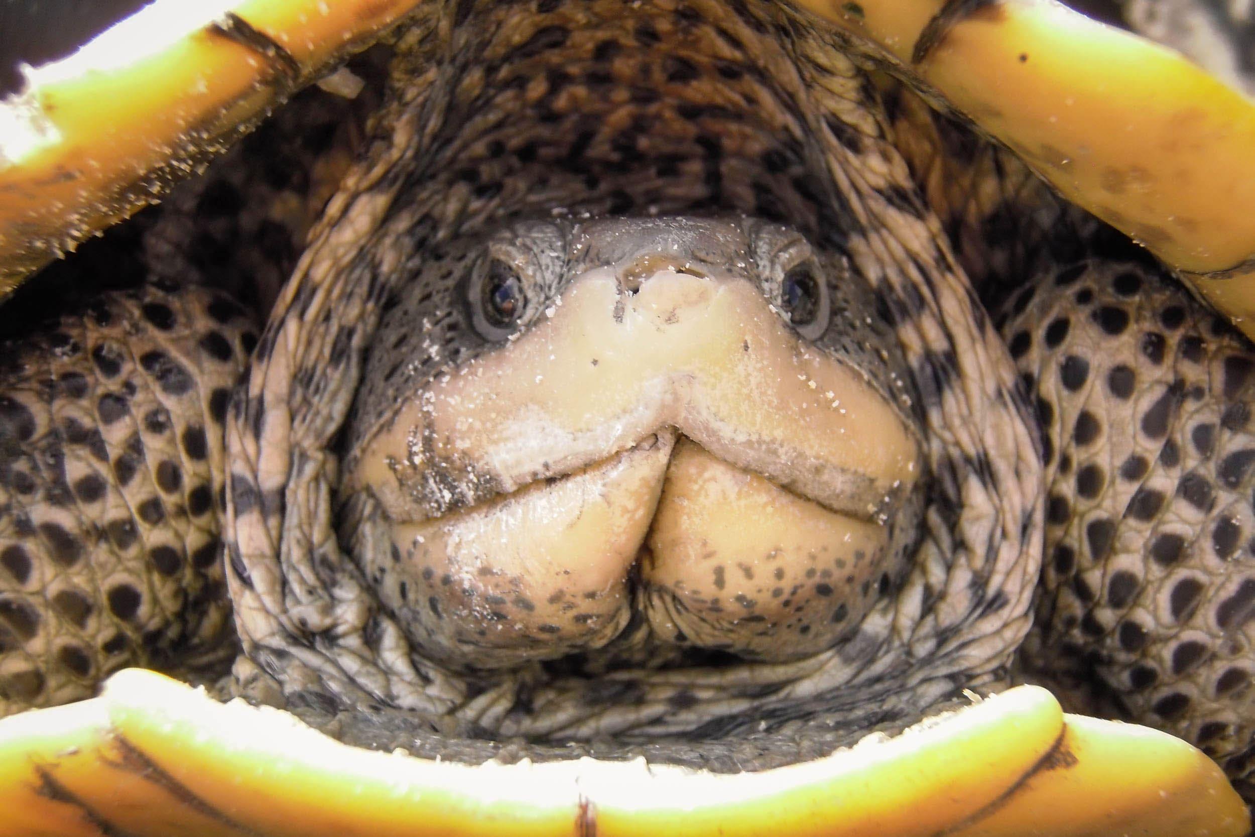 population status and demographics of the texas diamondback terrapin