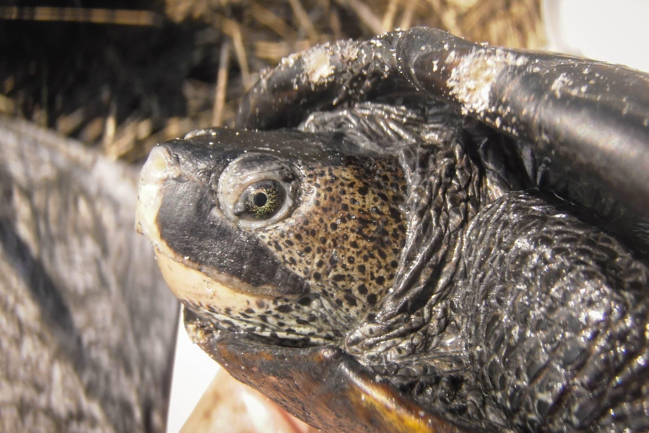 population status and demographics of the texas diamondback terrapin