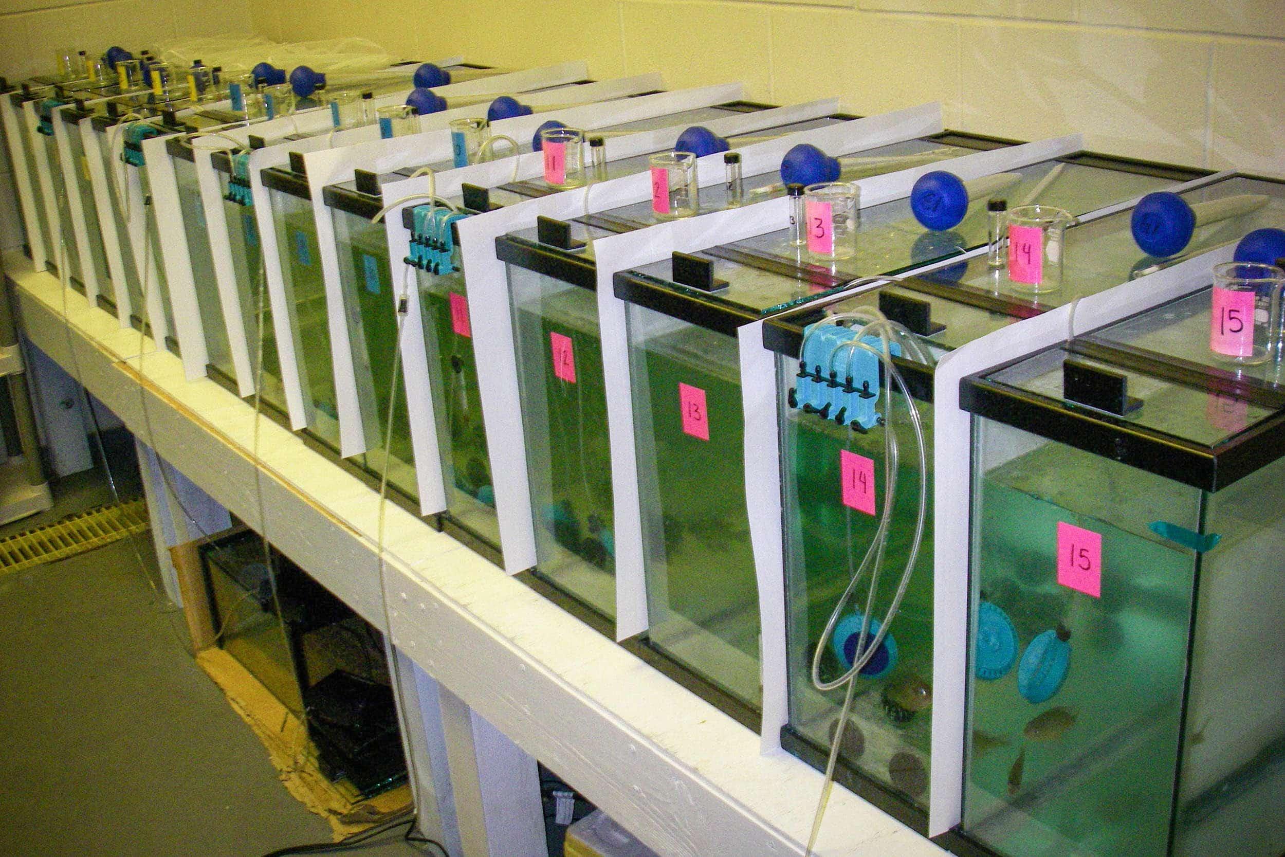 Fish as Sources of E. coli Bacteria in Warm Water Streams University