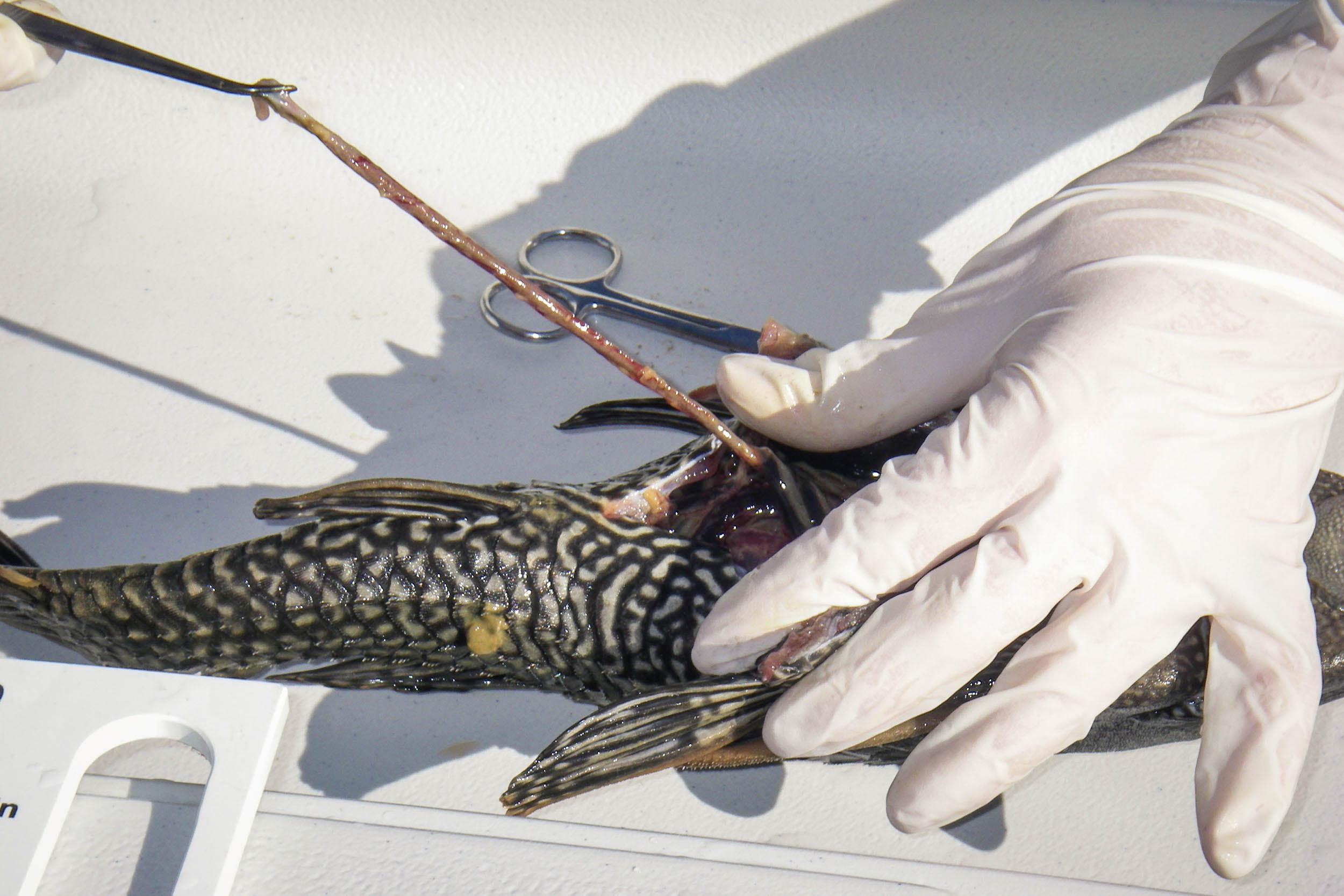 Fish as Sources of E. coli Bacteria in Warm Water Streams University