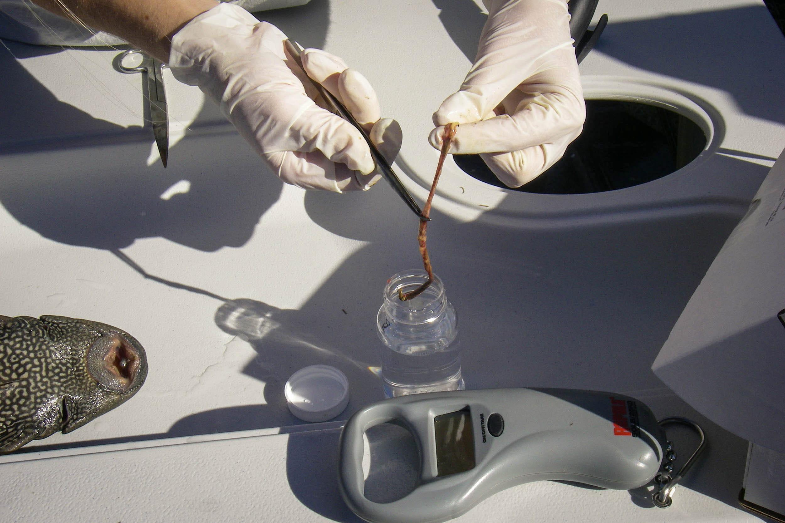 Fish as Sources of E. coli Bacteria in Warm Water Streams University