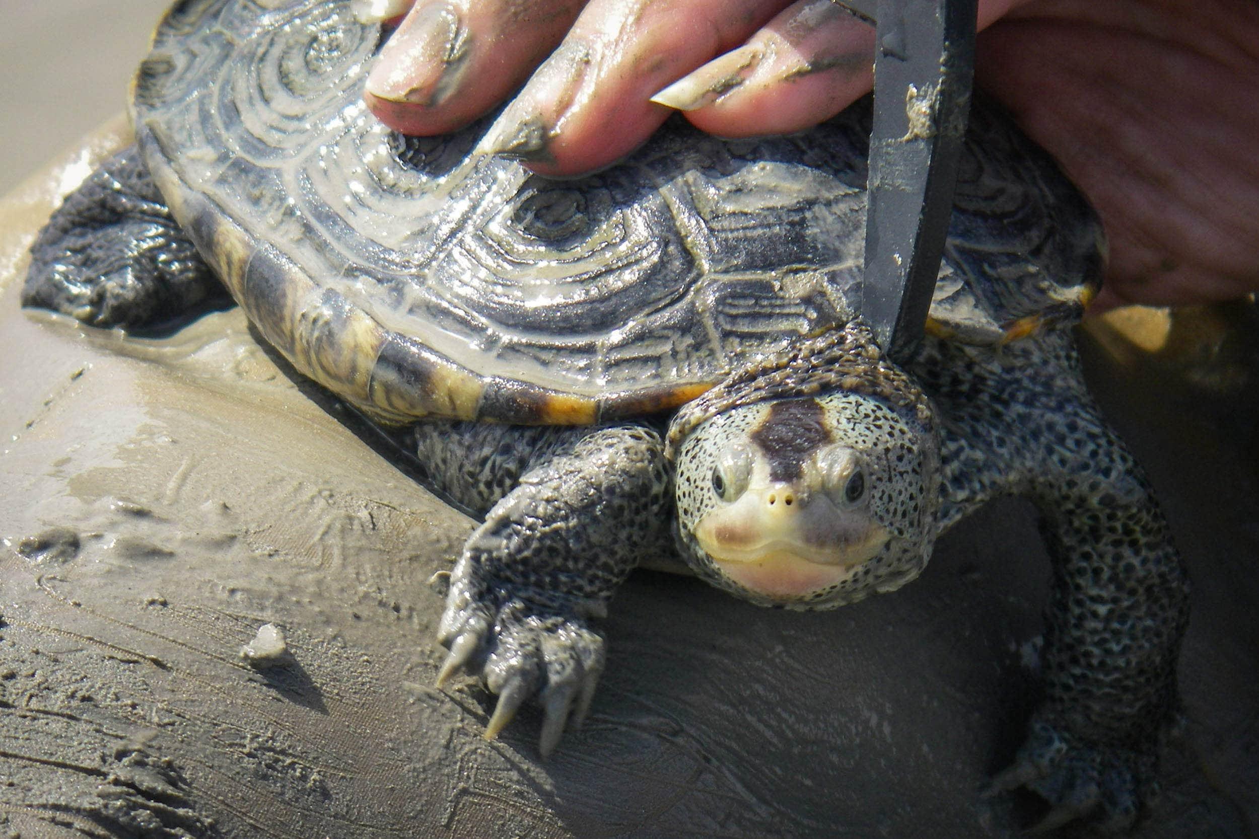 distribution and demographics of the diamondback terrapin in