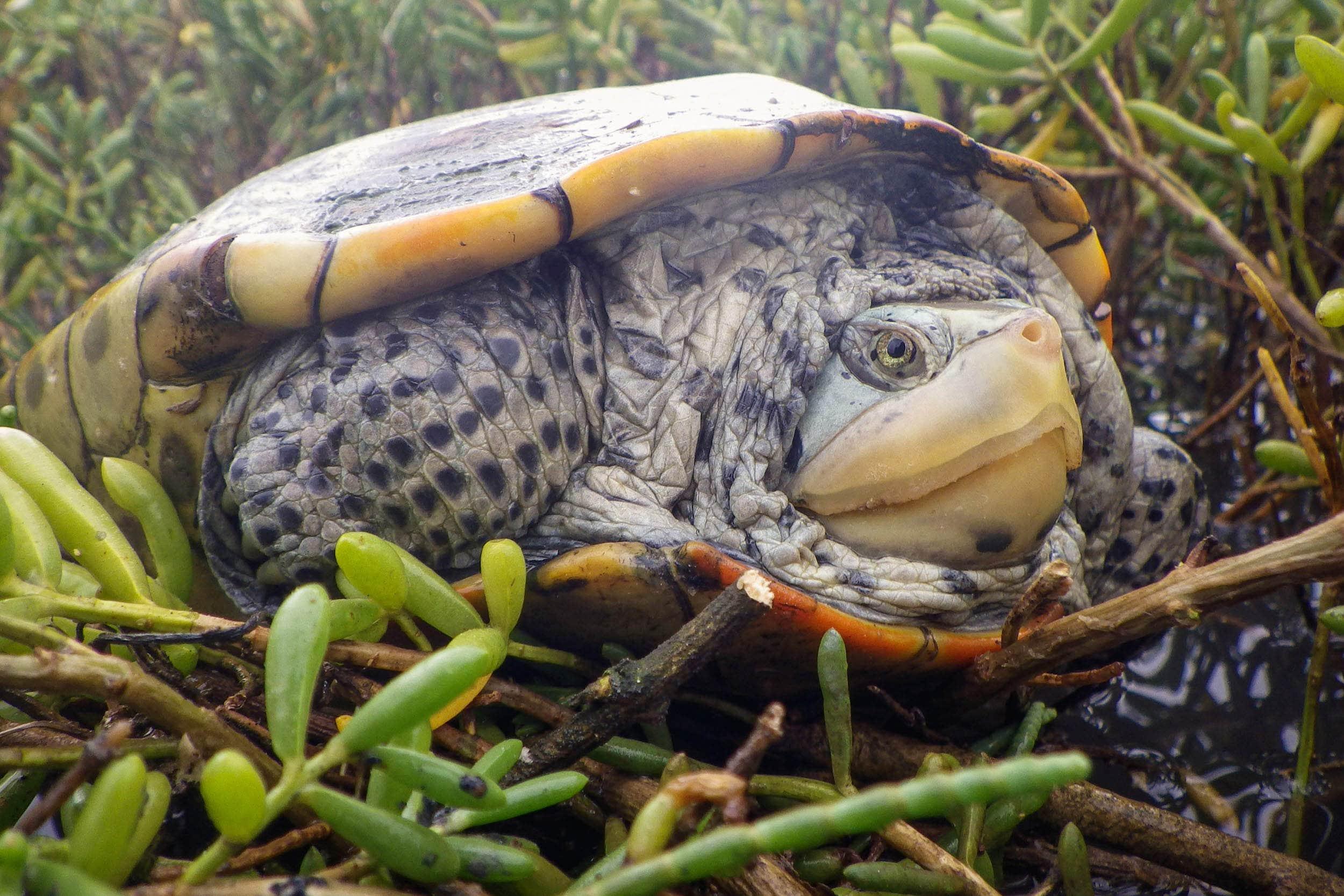 adopt a terrapin university of houston clear lake