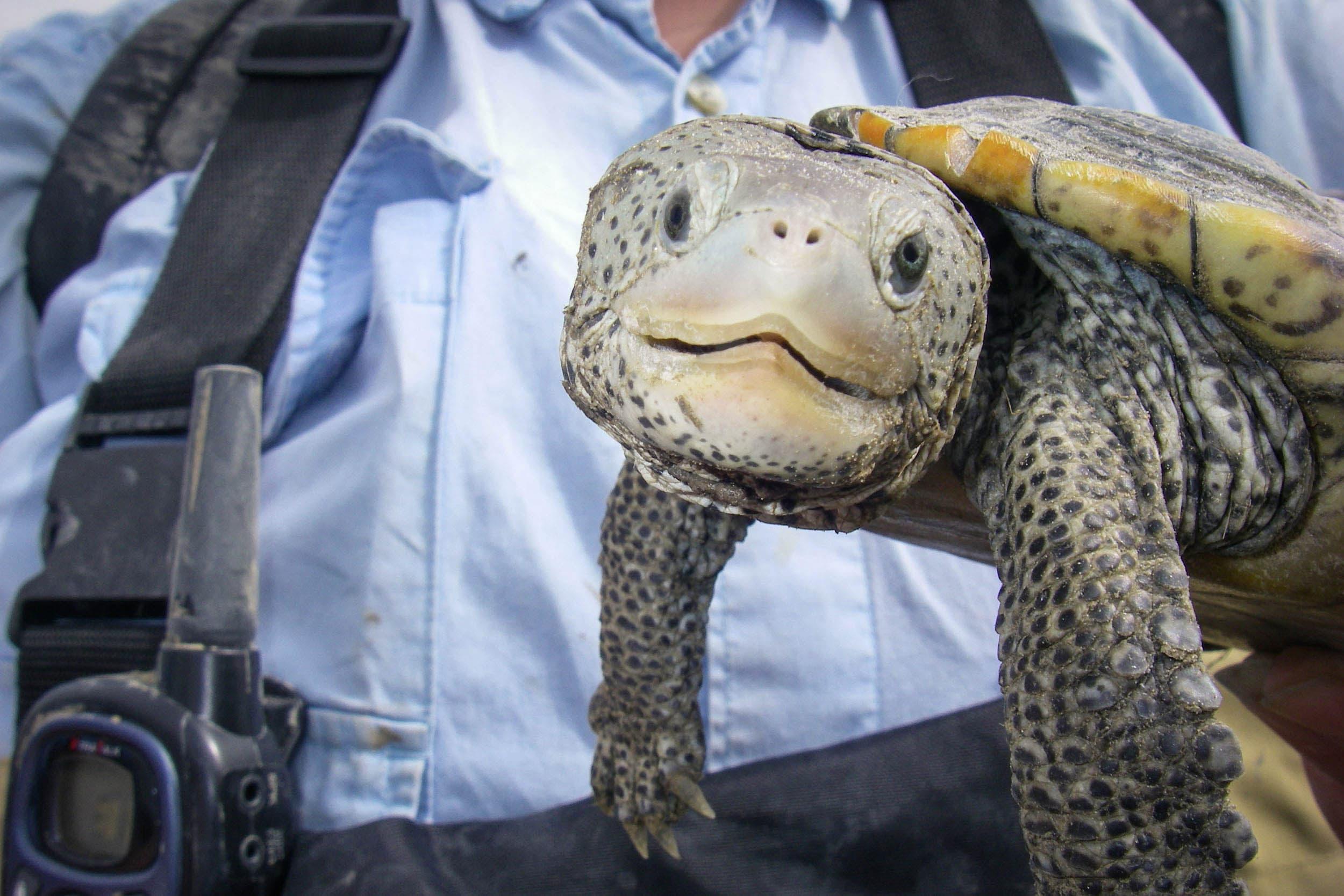 adopt a terrapin university of houston clear lake
