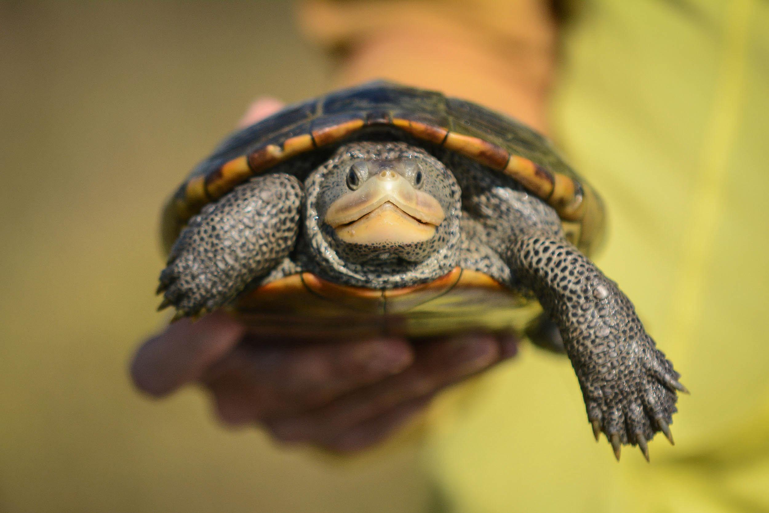 adopt a terrapin university of houston clear lake