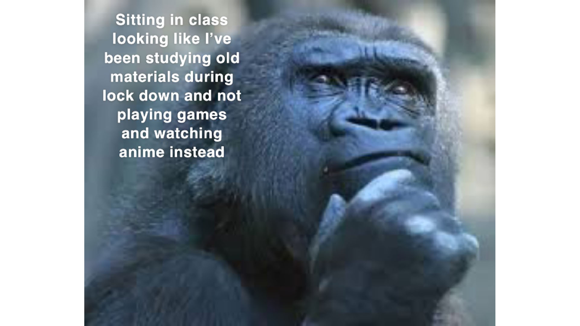 Title: Sitting in class looking like I've been studying old materials during lock down and not playing game and watching anime instead. A close-up of a gorilla looking wistfully into the sky.