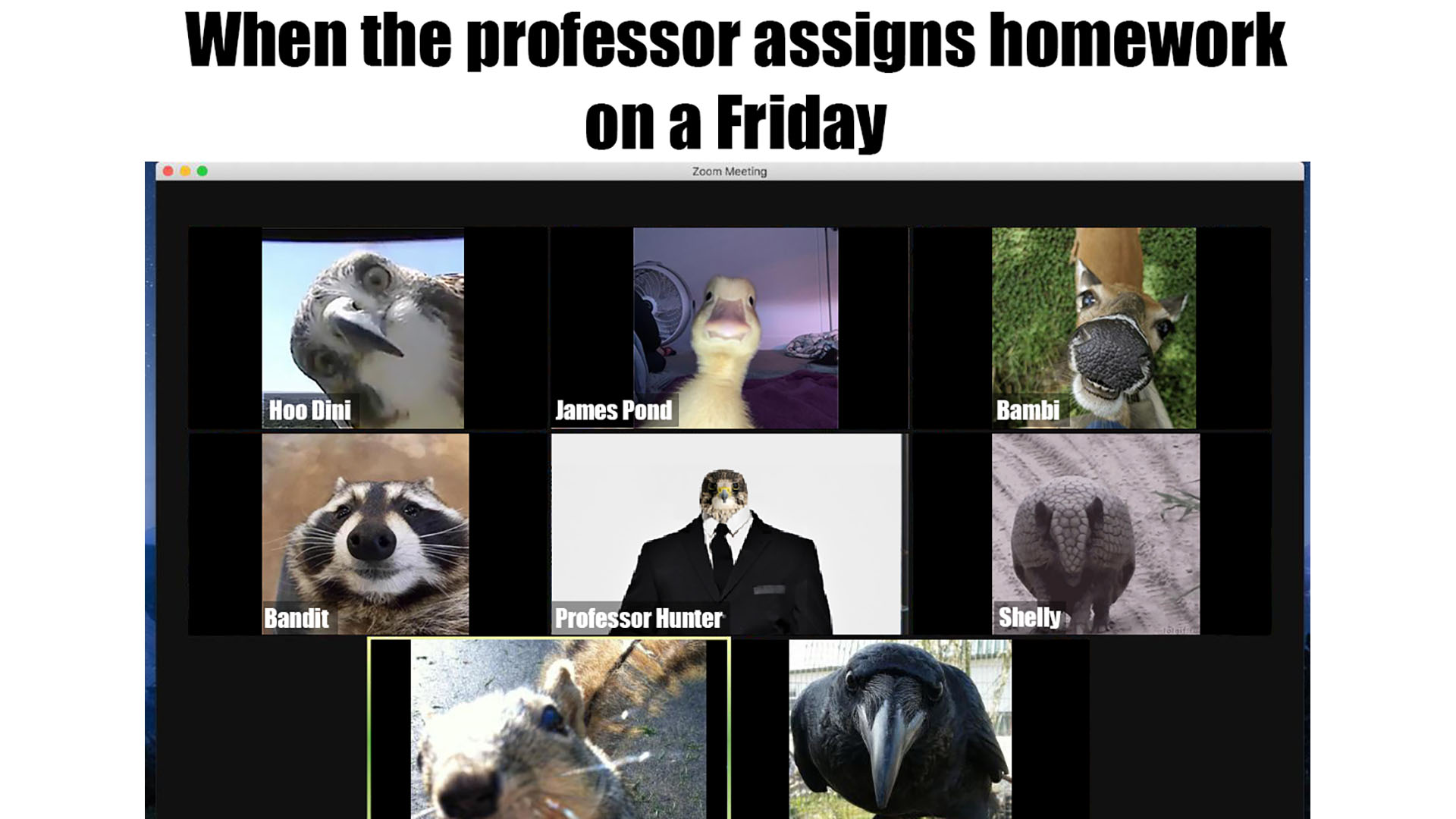 Title: When the Professor Assigns Homework on a Friday. A series of adorable animals with wacky names like James Pond are on a Zoom call.