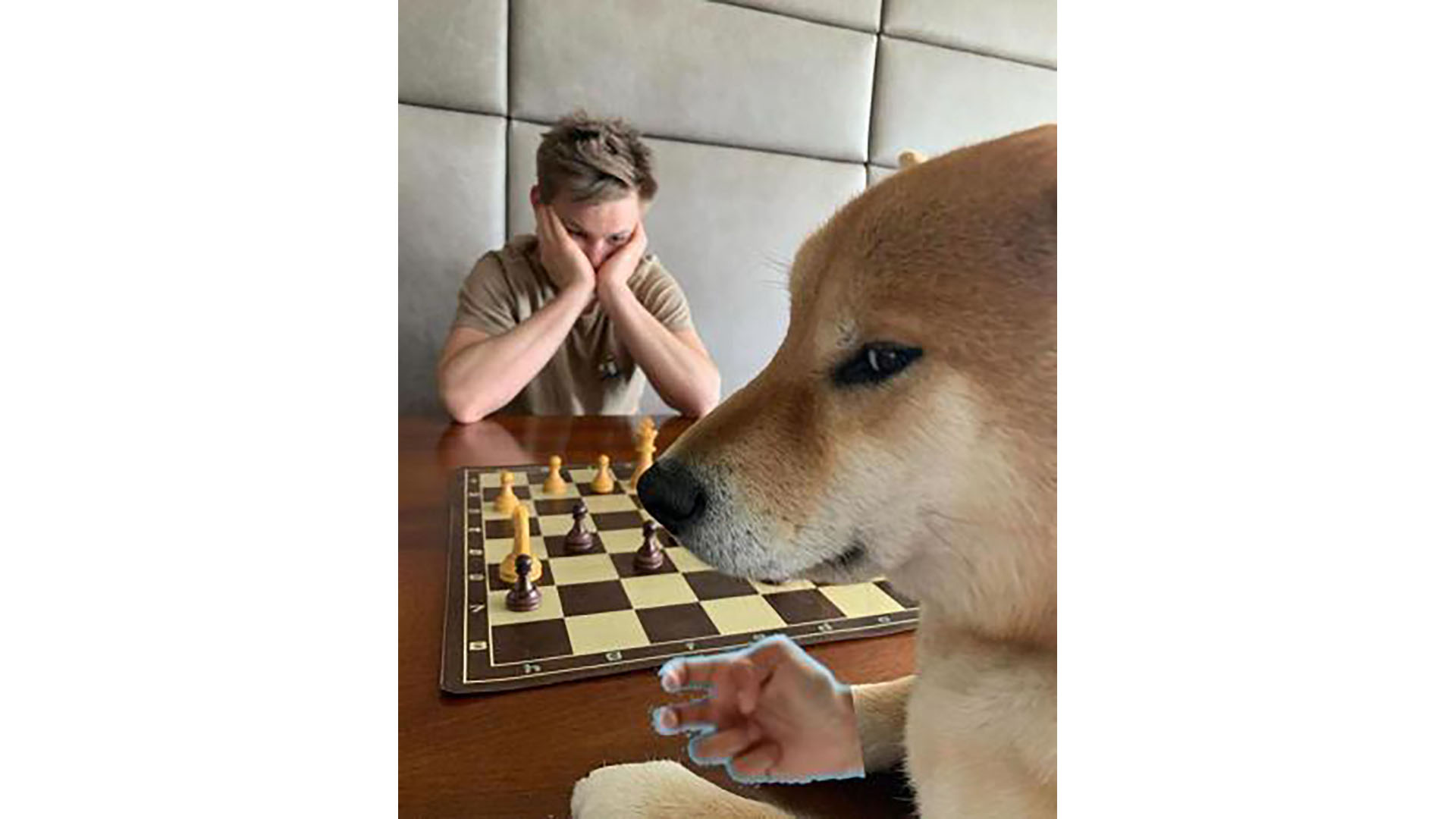 A boy plays chess with a dog making one of the proposed UHCL hand signs.